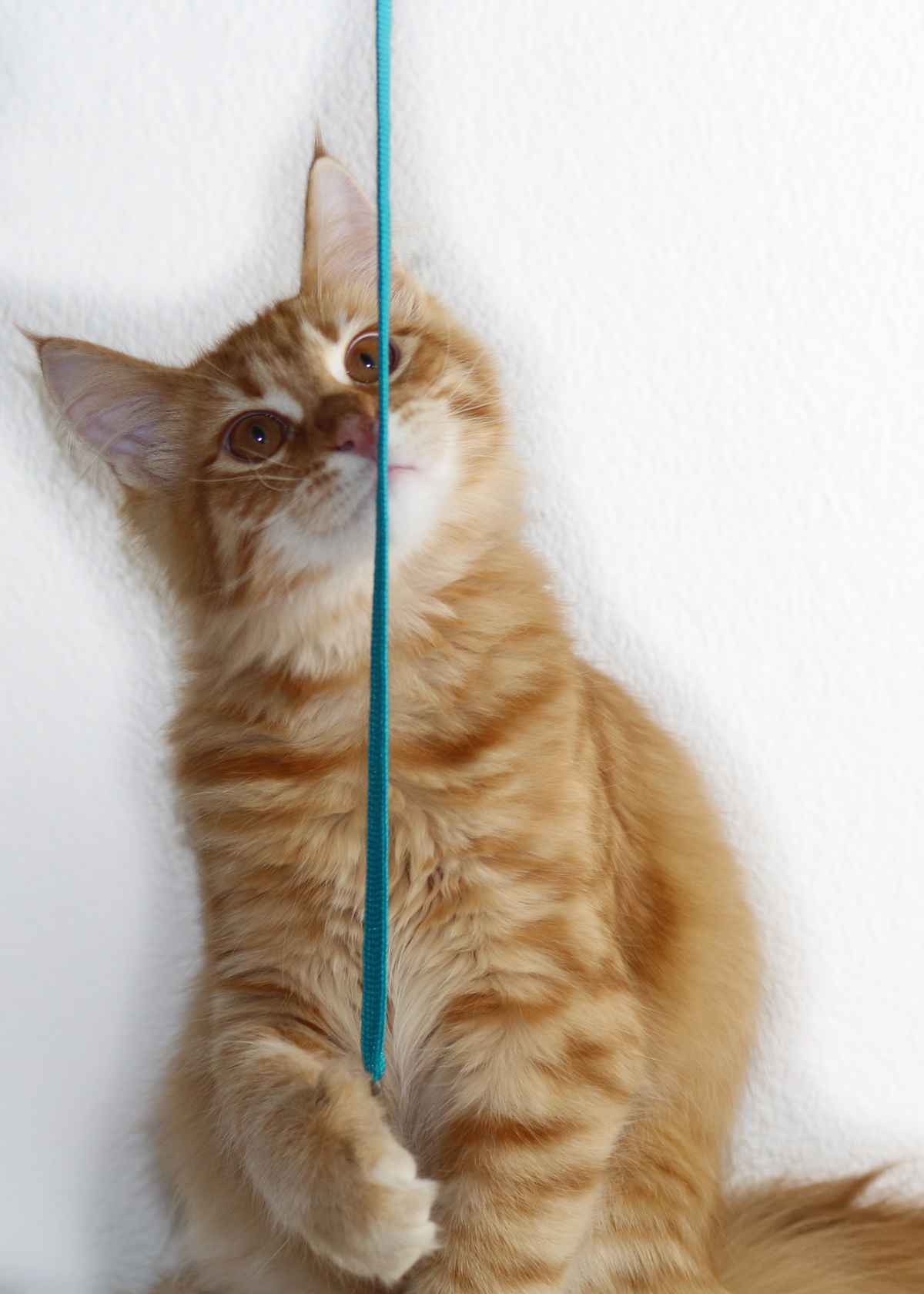 Maine Coon-Kater Sammy - 6 Monate