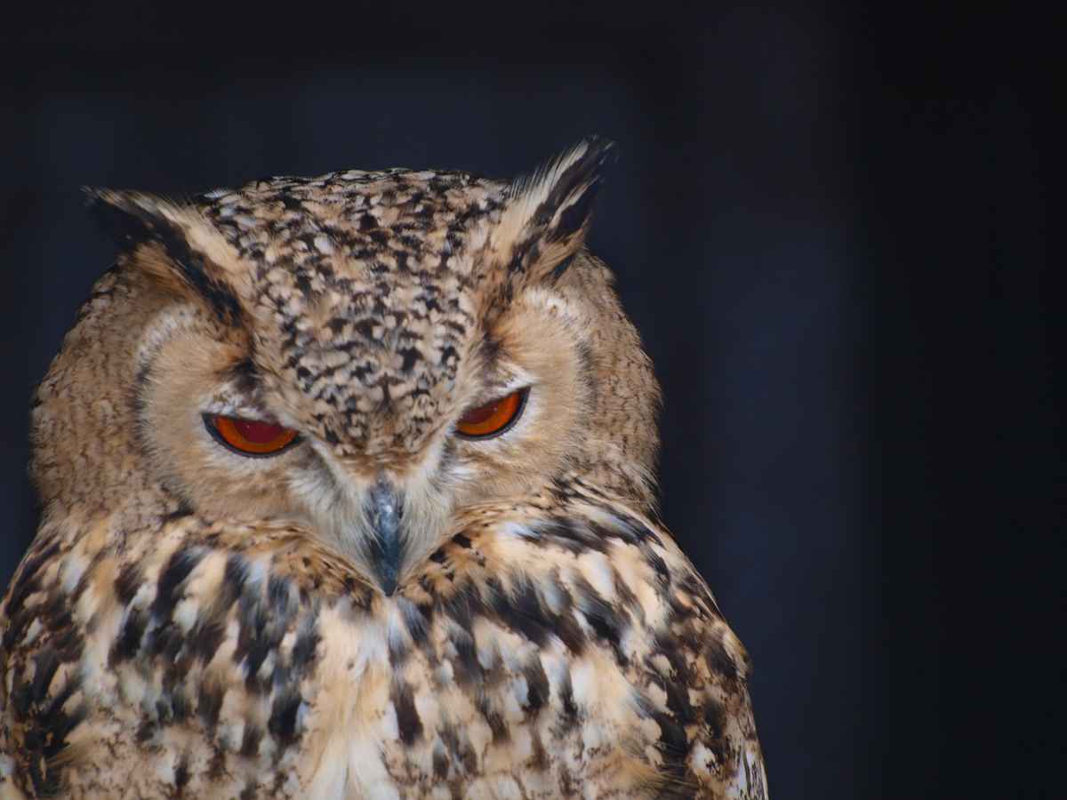 Eule, Uhu, wie auch immer..