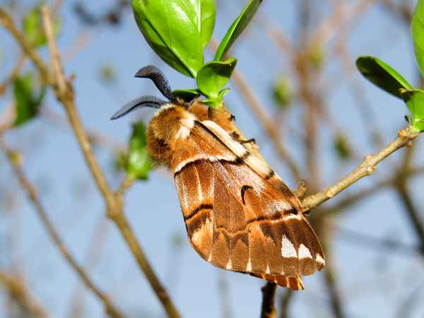 Birkenspanner (Endromis versicolora), Männchen in der Sonne