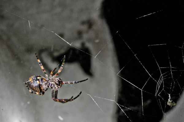 Spinne