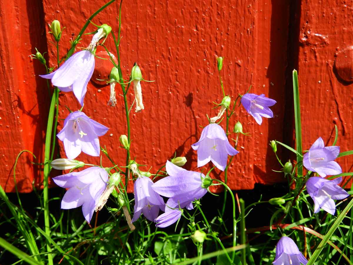 Zartlila Blüten vor rotem Holzhaus