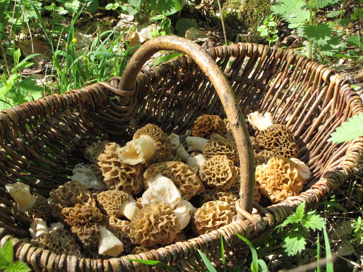 Speisemorcheln (Morchella esculenta) 2