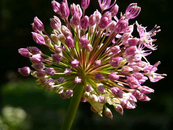Blüte