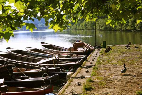 Morgenstimmung am Neckar bei Tübingen