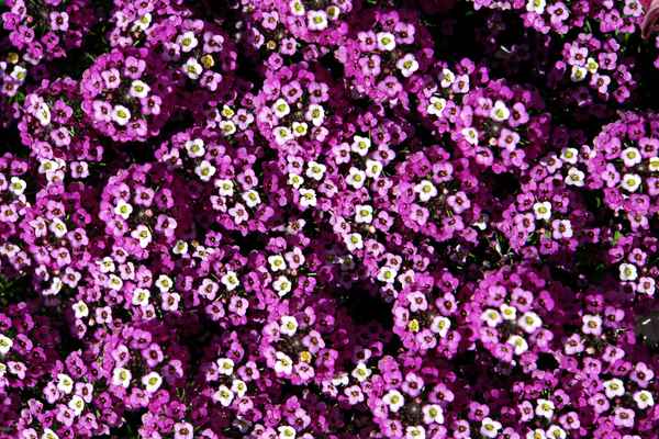 Wallpaper Blütenexplosion