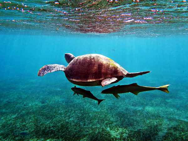 Schildkröte und Begleiter