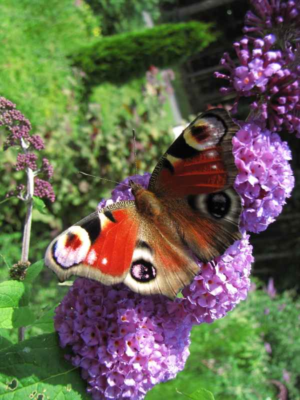 Farbenpracht - Ein Genuss für die Augen