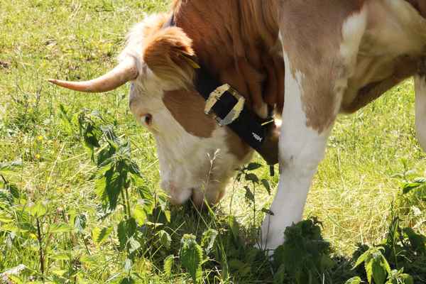 Xaverl hat immer Hunger...