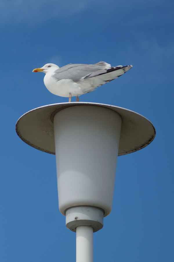 Möwe sitz hoch auf eine Lampe
