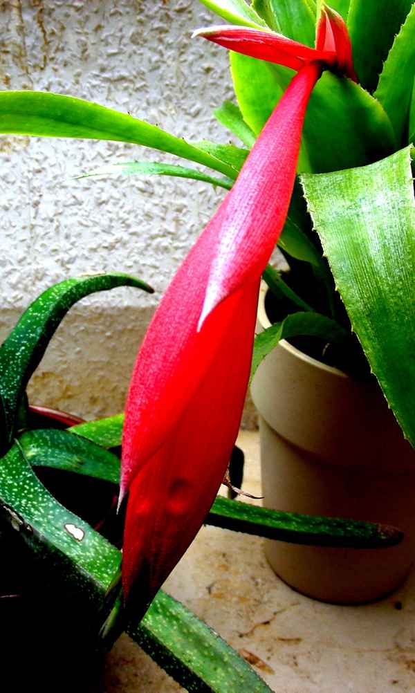 seltene rote Blüte