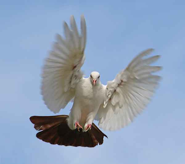 Bakinataube kehrt in ihren Verschlag zurück