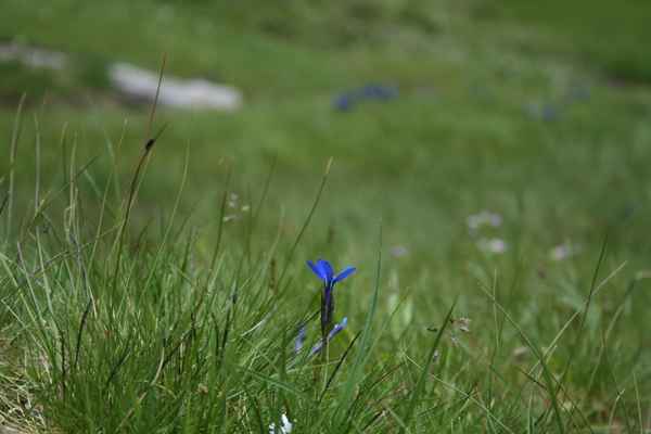 lonesome Frühlingsenzian