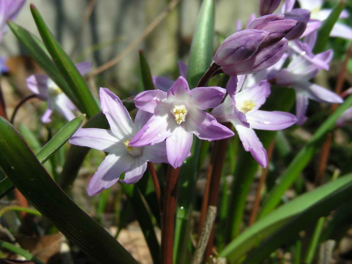 Scilla - rosa
