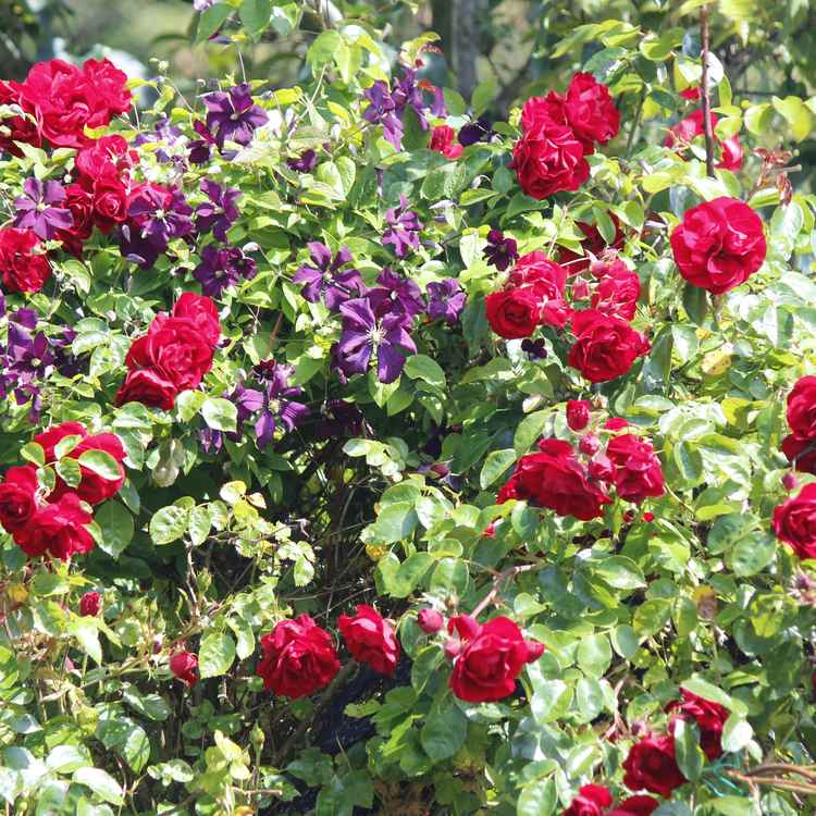 &Uuml;ppige Rosenbl&uuml;te