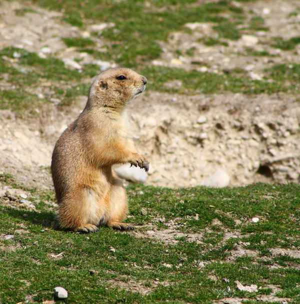 Ein knuffiger Wächter 03