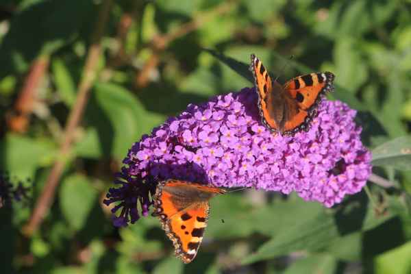 Kleine Fuchs mit Partner!