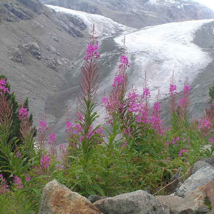 Morteratschgletscher