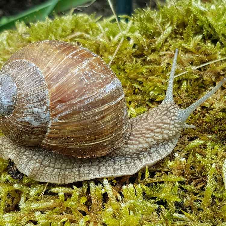 Hausschnecke Willi