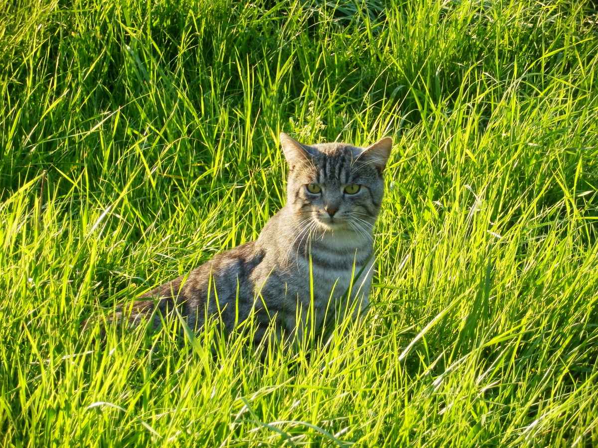 Große Katzenfreiheit