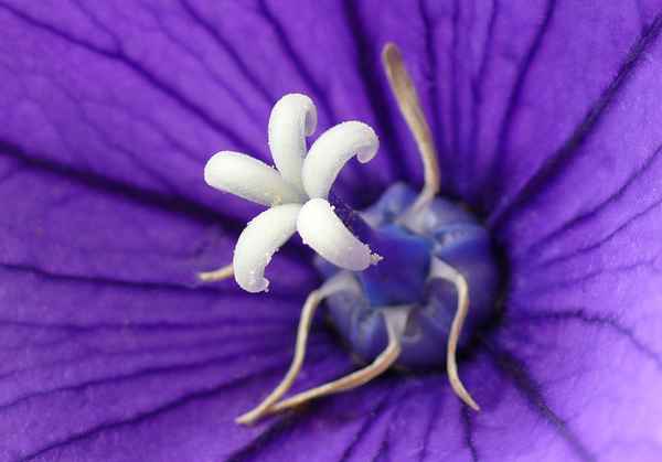 "Blütenstempel der Ballonblume"
