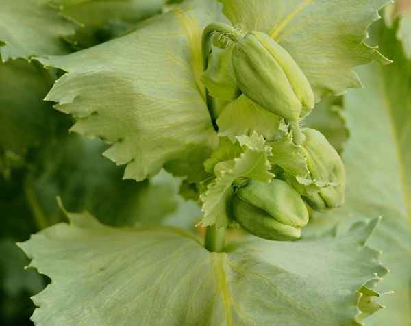 baldige blütenpracht