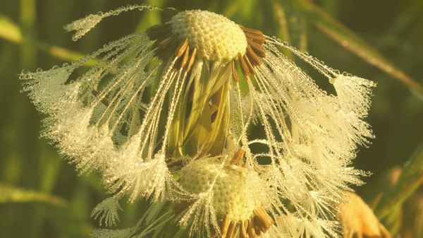 morgens in der wiese