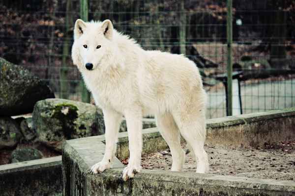 Polarwolf II