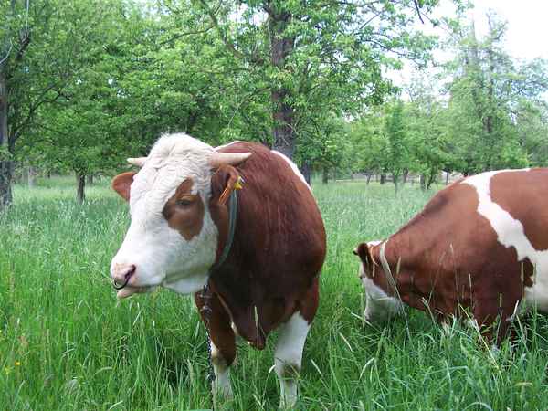 Frecher Bulle,
