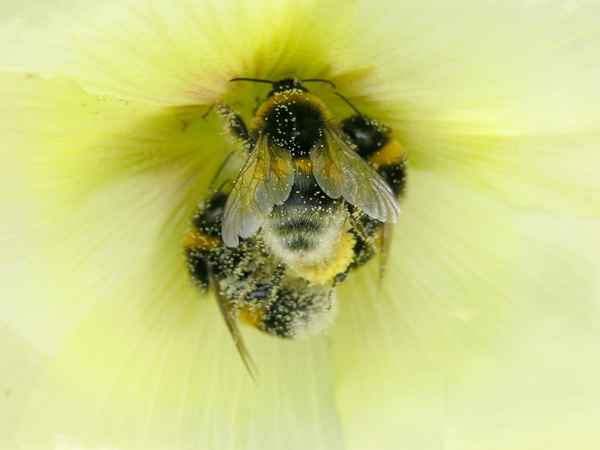 Hummelige Dreieinigkeit