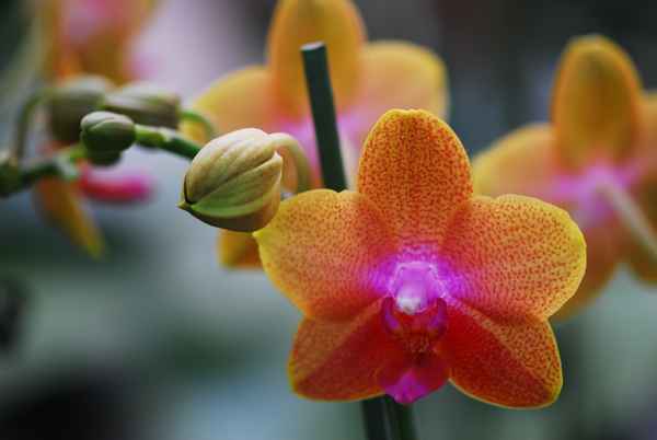 Orchidee