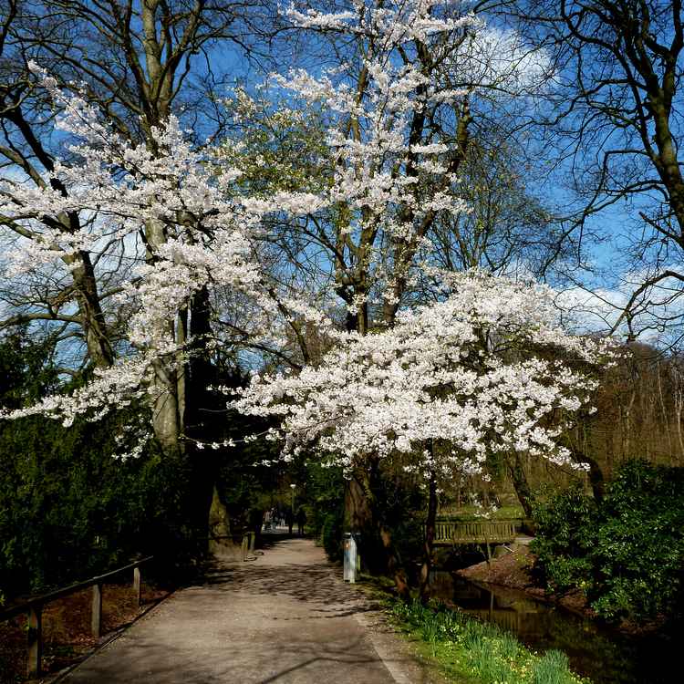 Kirschblüte 1
