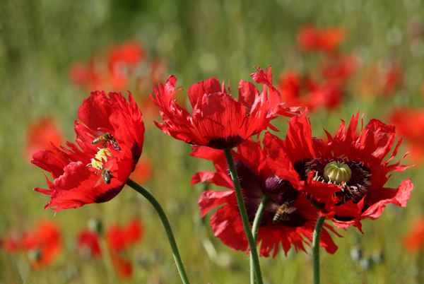 Schlafmohn