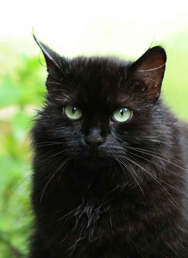halbperserkatze