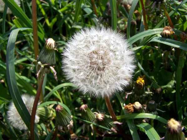 Pusteblume