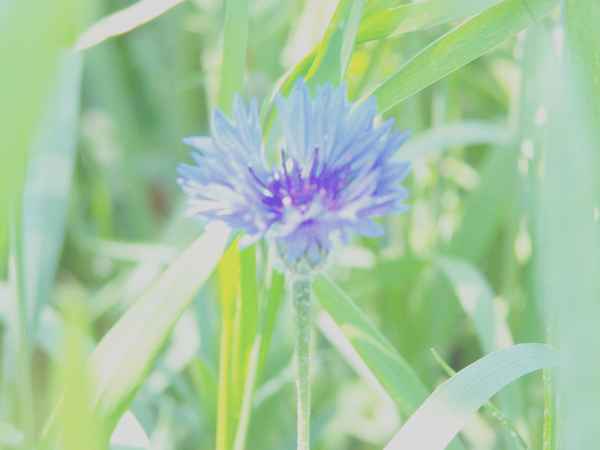 Briefpapier Kornblume