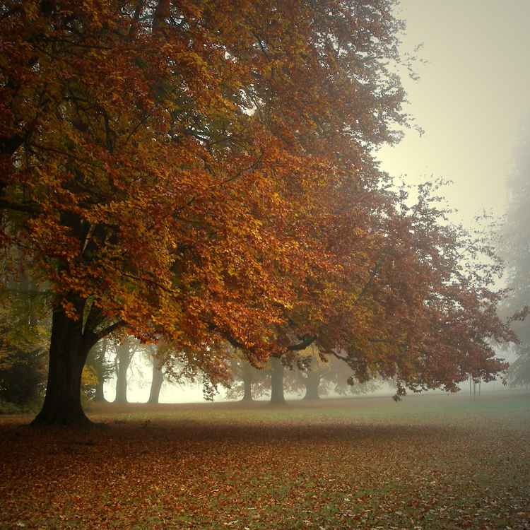 Morgennebel 2