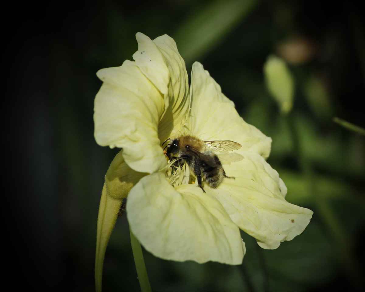 biene auf brunnenkresse