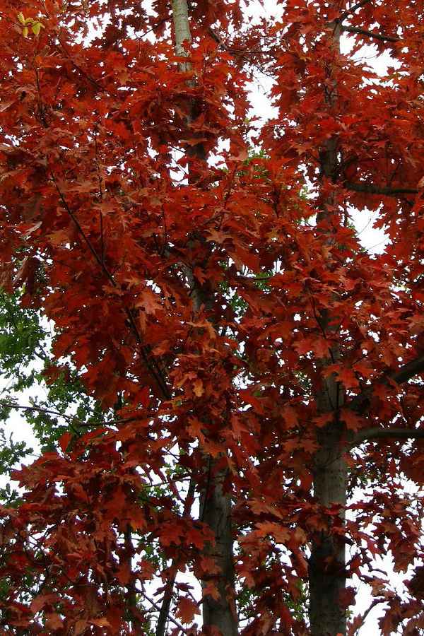  herbstliche Eiche