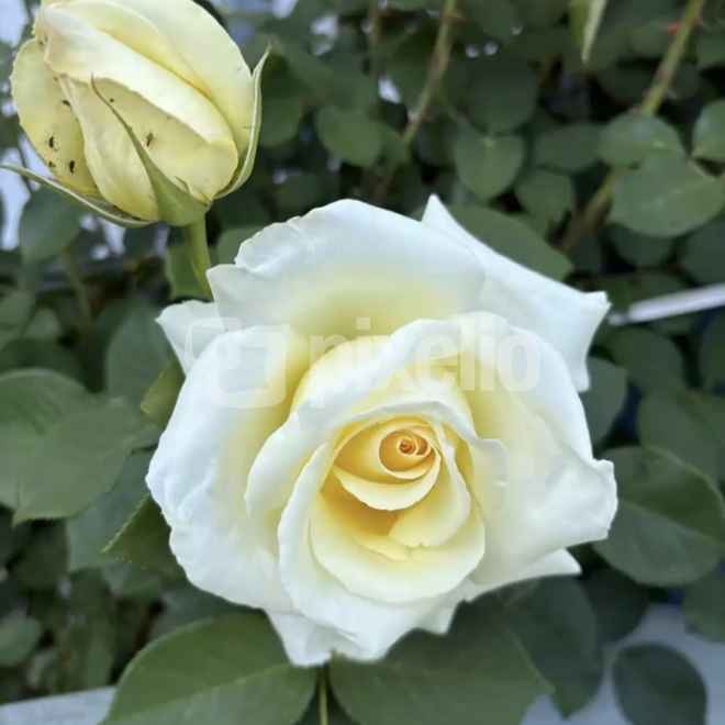 Gelbe Rosen