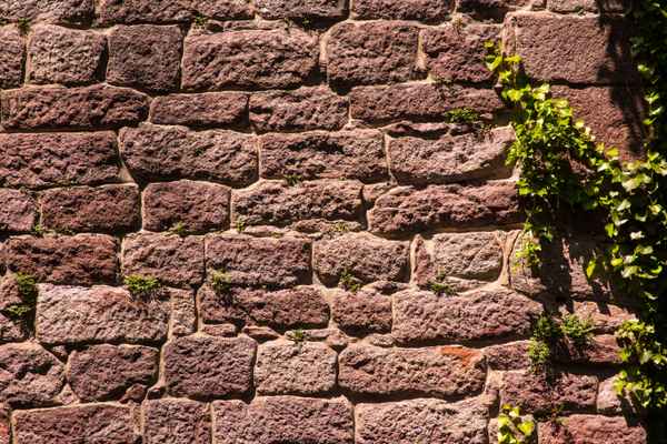 Burgmauer mit Efeu