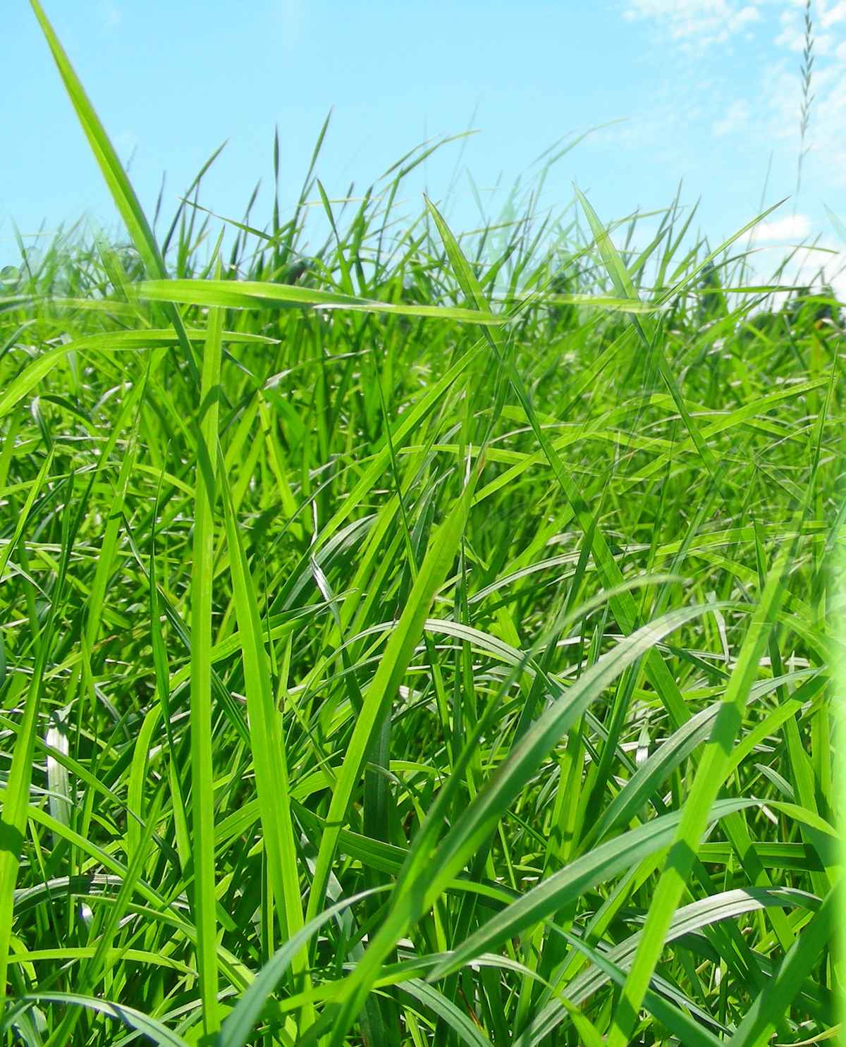 Gras und ein Stück Himmel