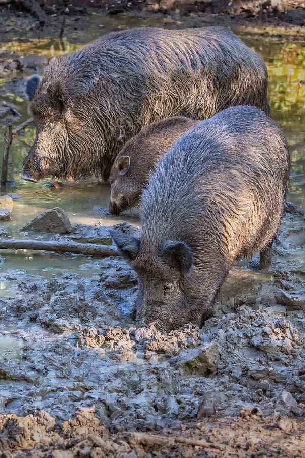 Schweinerei