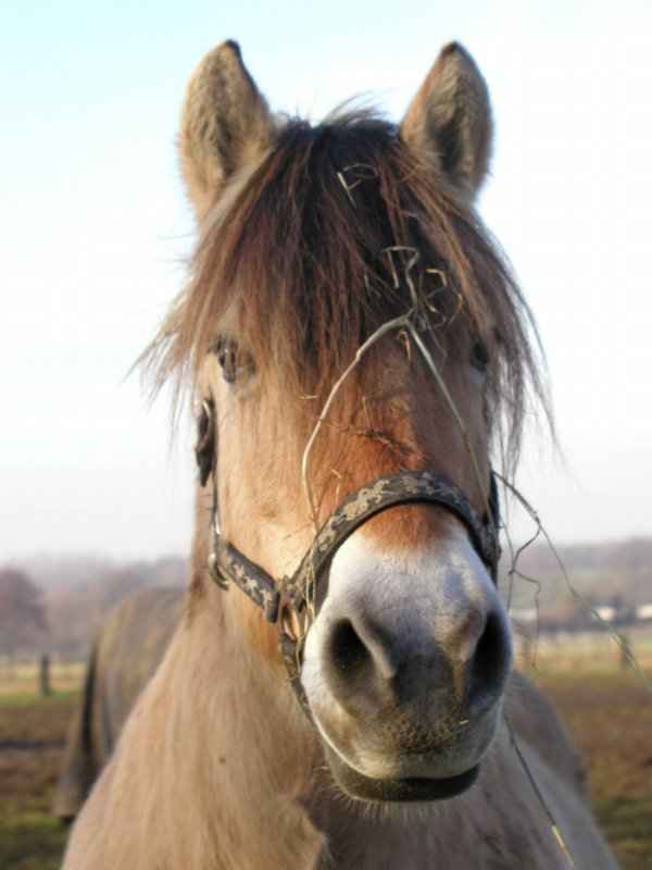 Norweger Pony