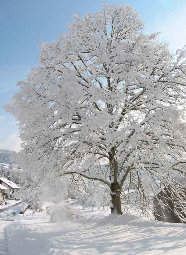 Linde im Schnee
