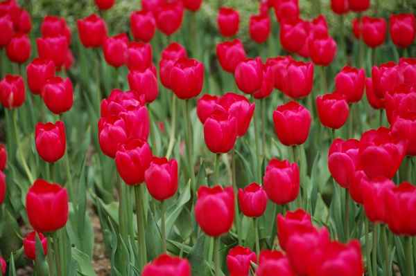 Tulpen 32