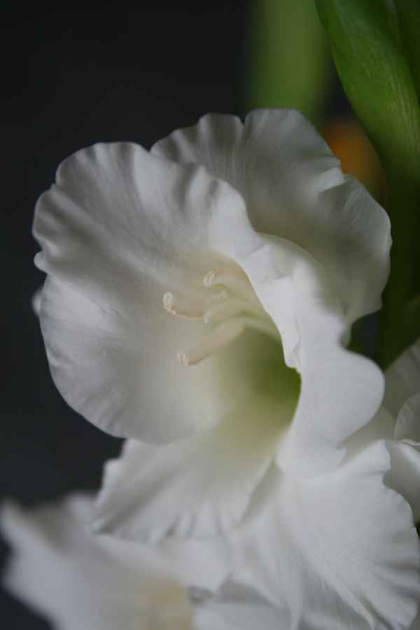 Gladiolen1