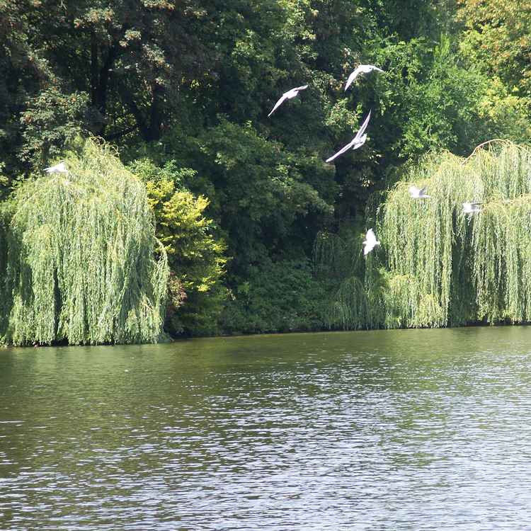 Im Englischen Garten 1