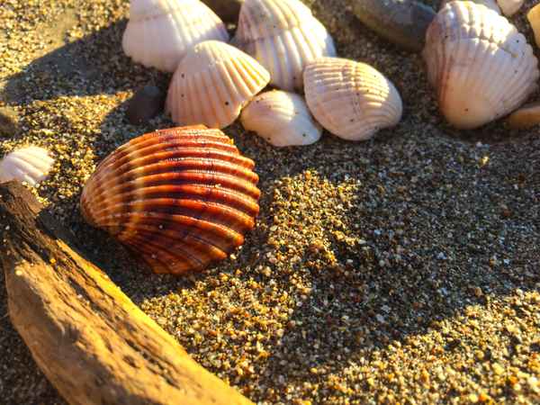Erinnerungen Strandgut