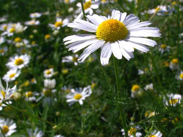 Kamillenduft liegt in der Luft_3