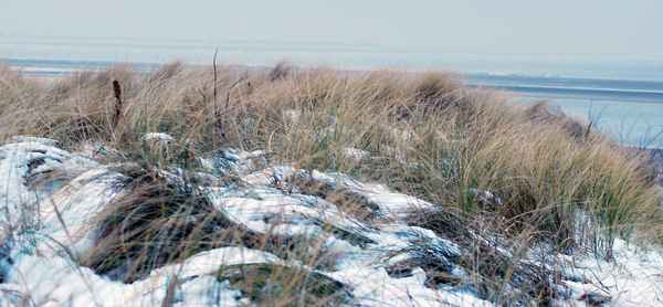Dünen im Winter